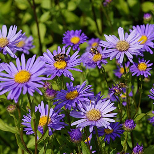 Blumixx Stauden Aster x frikartii 'Mönch' - Sommeraster im 0,5 Liter Topf blauviolett blühend von Blumixx