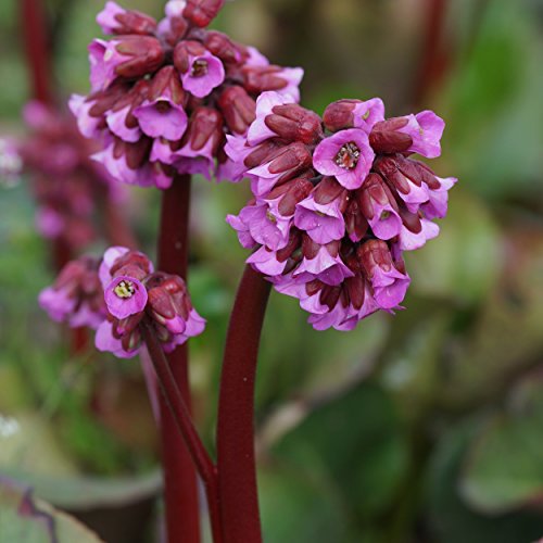 Blumixx Stauden Bergenia Hybride 'Admiral' - Bergenie, im 1,0 Liter Topf, kirschrot blühend von Blumixx