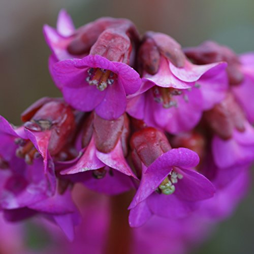 Blumixx Stauden Bergenia Hybride 'Eroica' - Bergenie violettrot von Blumixx Stauden