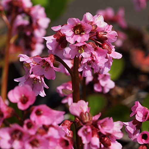 Blumixx Stauden Bergenia Hybride 'Rosi Klose' - Bergenie, im 1,0 Liter Topf, hellrosa blühend von Blumixx Stauden