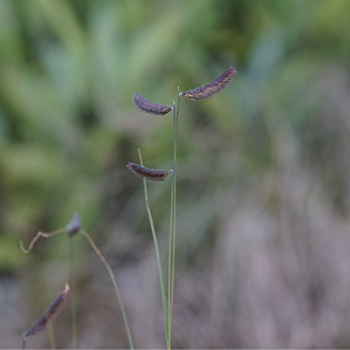 Blumixx Stauden Bouteloua gracilis (oligostachya) - Moskitogras von Blumixx