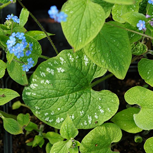 Blumixx Stauden Brunnera macrophylla 'Langtrees' - Kaukasus-Vergißmeinnicht, im 0,5 Liter Topf, blau blühend von Blumixx Stauden