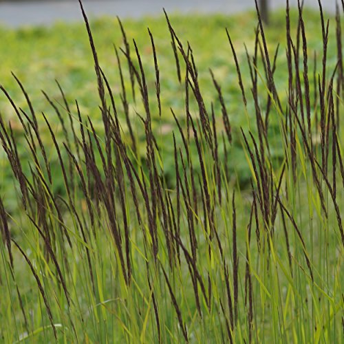 Blumixx Stauden Calamagrostis x acutiflora 'Karl Foerster' – Reitgras, winterhart & pflegeleicht, gelbbraun blühend, im 0,5 L Topf, ideal für moderne Gärten & Beete Blumixx Stauden Calamagrostis x acutiflora 'Karl Foerster' – Reitgras, winterhart & pflegeleicht, gelbbraun blühend, im 0,5 L Topf, ideal für moderne Gärten & Beete von Blumixx Stauden