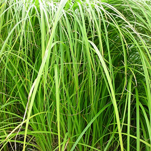 Blumixx Stauden Carex acutiformis - Scharfkantige Segge, im 0,5 Liter Topf, grünlich blühend von Blumixx Stauden