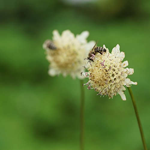 Blumixx Stauden Cephalaria gigantea - Riesen-Schuppenkopf hellgelb Blumixx Stauden Cephalaria gigantea - Riesen-Schuppenkopf hellgelb von Blumixx