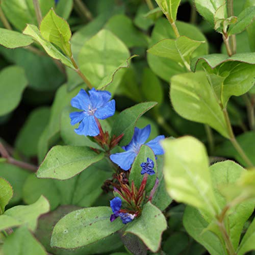 Blumixx Stauden Ceratostigma plumbaginoides - Bleiwurz blau von Blumixx Stauden