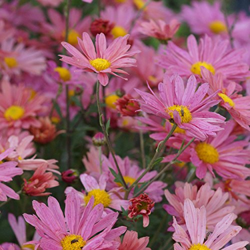 Blumixx Stauden Chrysanthemum Indicum-Hybr. 'Steinbacher Auslese' - Winteraster im 0,5 Liter Topf rosa blühend Blumixx Stauden Chrysanthemum Indicum-Hybr. 'Steinbacher Auslese' - Winteraster im 0,5 Liter Topf rosa blühend von Blumixx Stauden