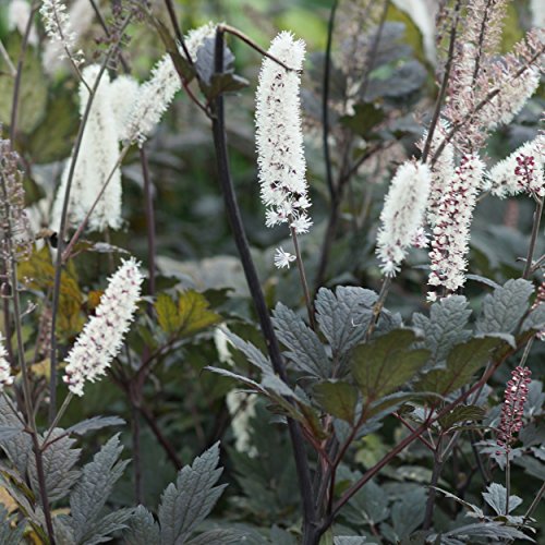 Blumixx Stauden Cimicifuga ramosa 'Brunette' - Silberkerze, September-Silberkerze, im 1,0 Liter Topf, weiß blühend von Blumixx Stauden