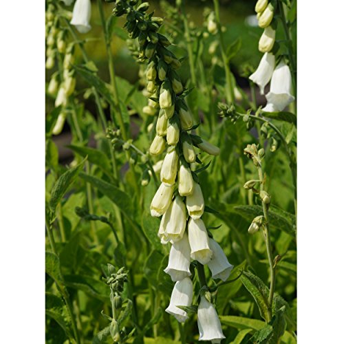 Blumixx Stauden Digitalis purpurea 'Alba' - Garten-Fingerhut weiß von Blumixx Stauden