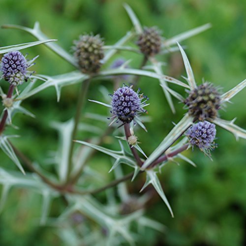 Blumixx Stauden Eryngium variifolium - Edeldistel grau von Blumixx Stauden