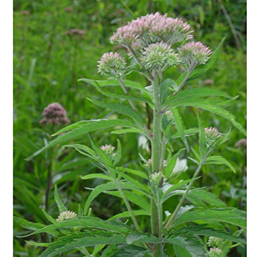 Blumixx Stauden Eupatorium cannabinum - Wasserdost lachsrosa von Blumixx Stauden