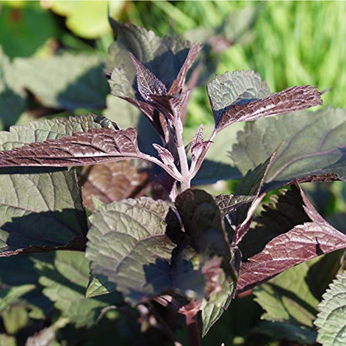 Blumixx Stauden Eupatorium rugosum 'Chocolate' - Runzelblättriger Wasserdost weiß von Blumixx Stauden