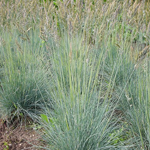 Blumixx Stauden Festuca Cinerea-Hybr. 'Elijah Blue' - Blauschwingel, im 0,5 Liter Topf, gelblichbraun blühend von Blumixx Stauden