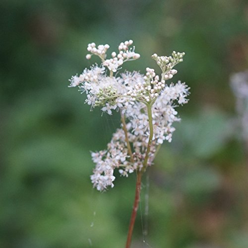 Blumixx Stauden Filipendula ulmaria - Sumpf-Mädesüß, im 0,5 Liter Topf, weiß blühend von Blumixx Stauden