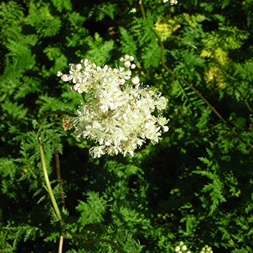 Blumixx Stauden Filipendula vulgaris - Kleines Mädesüß weiß von Blumixx Stauden