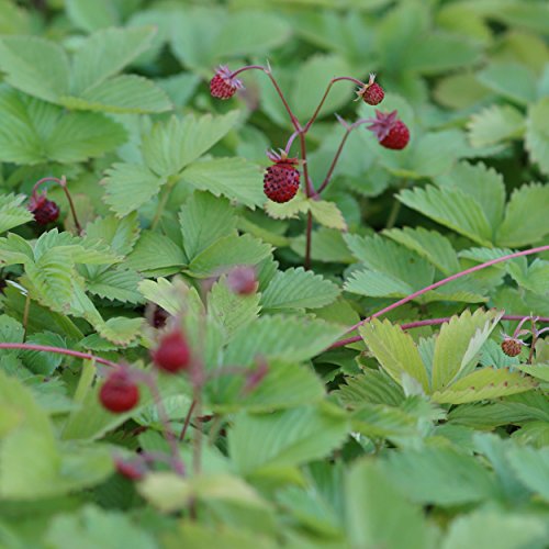 Blumixx Stauden Fragaria vesca var. semperflorens 'Verbesserte Rügen' - Garten-Monatserdbeere weiß Blumixx Stauden Fragaria vesca var. semperflorens 'Verbesserte Rügen' - Garten-Monatserdbeere weiß von Blumixx