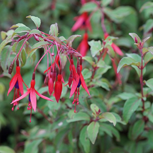 Blumixx Stauden Fuchsia Hybride 'Bernisser Hardy' - Garten-Fuchsie, im 1,0 Liter Topf, karminrot blühend Blumixx Stauden Fuchsia Hybride 'Bernisser Hardy' - Garten-Fuchsie, im 1,0 Liter Topf, karminrot blühend von Blumixx Stauden
