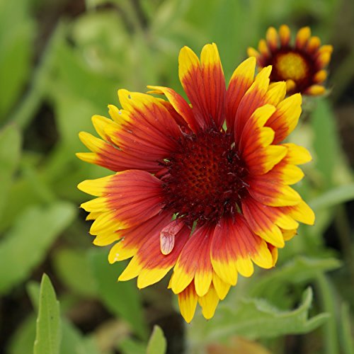 Blumixx Stauden Kokardenblume Gaillardia x grandiflora 'Kobold' – dauerblühend, bienenfreundlich, für Beet & Kübel, im 0,5 L Topf von Blumixx