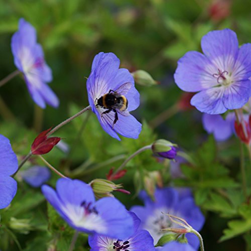 Blumixx Stauden Geranium Hybride 'Rozanne'® - Storchschnabel, im 1,0 Liter Topf, blauweiß blühend von Blumixx Stauden