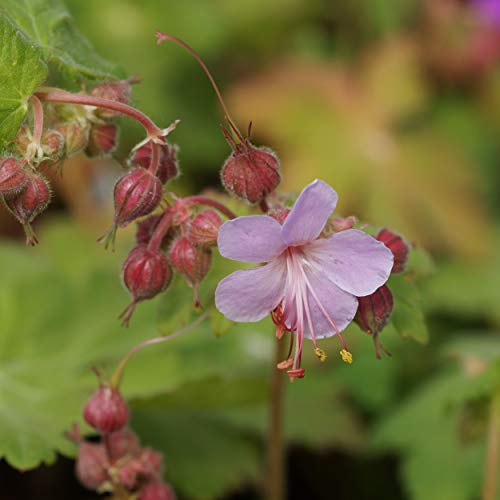 Blumixx Stauden Geranium macrorrhizum 'Ingwersen' - Balkan-Storchschnabel von Blumixx Stauden