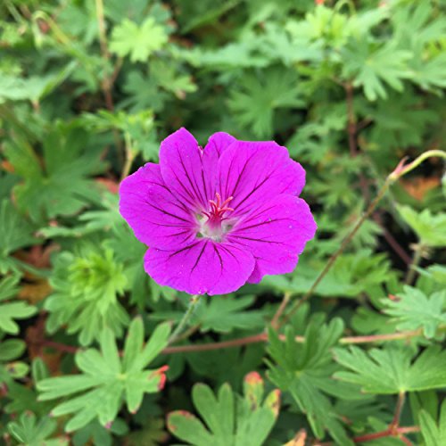 Blumixx Stauden Geranium sanguineum x psilostemon 'Tiny Monster' - Blutstorchschnabel, im 0,5 Liter Topf, purpurviolett blühend von Blumixx Stauden