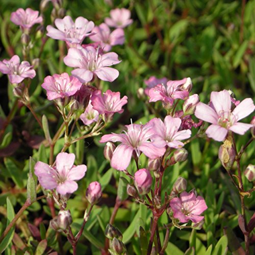 Blumixx Stauden Gypsophila repens 'Rosea' - Polster-Schleierkraut hellrosa von Blumixx Stauden