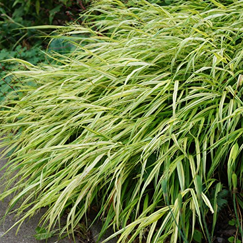 Blumixx Stauden Hakonechloa macra 'Aureola' - Japanwaldgras, im 0,5 Liter Topf, grünlich blühend von Blumixx Stauden