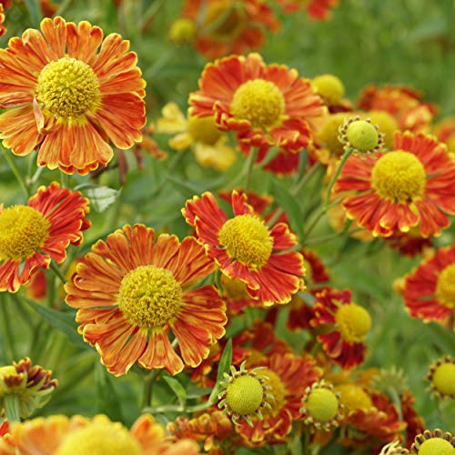 Blumixx Stauden Helenium Hybride 'Nella' - Sonnenbraut im 1,0 Liter Topf ziegelrot blühend von Blumixx Stauden