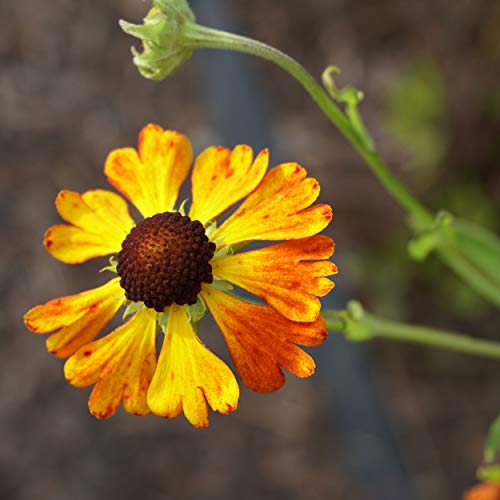 Blumixx Stauden Helenium Hybride 'Waltraud' - Sonnenbraut, im 1,0 Liter Topf, orangebraun blühend von Blumixx Stauden