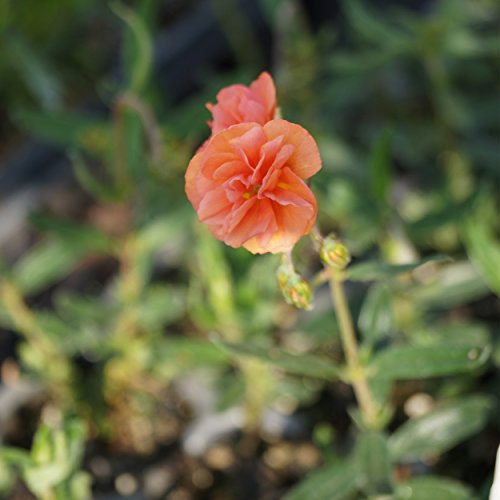 Blumixx Stauden Helianthemum Hybride 'Junges Apricot' - Sonnenröschen apricot von Blumixx Stauden