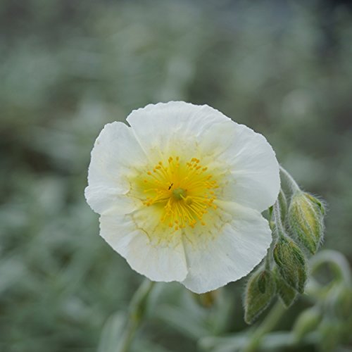 Blumixx Stauden Helianthemum Hybride 'Snow Queen' - Sonnenröschen weiß von Blumixx Stauden