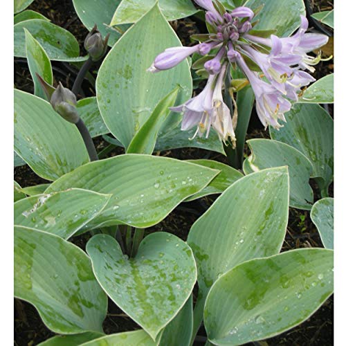Blumixx Stauden Hosta x tardiana 'Halcyon' - Funkie von Blumixx Stauden