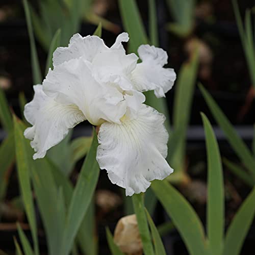 Blumixx Stauden Iris barbata-elatior 'Cliffs of Dover' - Hohe Bartschwertlilie von Blumixx Stauden