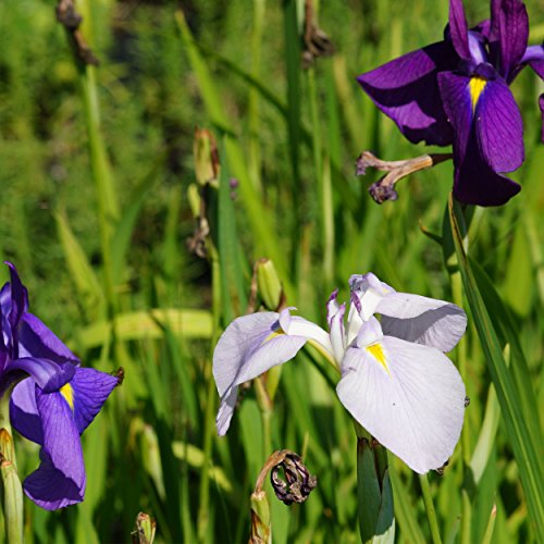 Blumixx Stauden Iris ensata (kaempferi) - Japan-Schwertlilie rosa/violett/weiß von Blumixx Stauden