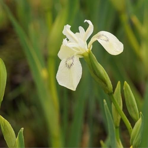 Blumixx Stauden Iris pseudacorus 'Junges White Selection' – winterharte Sumpf-Schwertlilie, weiß blühend, für Teichrand & Feuchtbiotop, mehrjährig von Blumixx