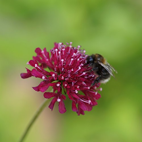 Blumixx Stauden Knautia macedonica - Mazedonische Witwenblume, im 0,5 Liter Topf, purpurrot blühend von Blumixx Stauden