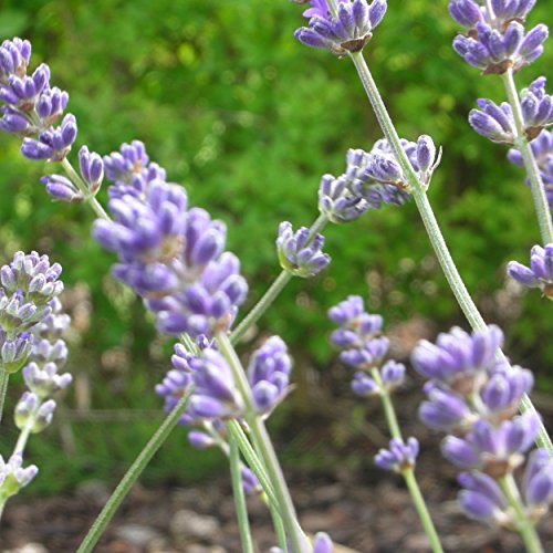 Blumixx Stauden Lavandula angustifolia 'Munstead' - Garten-Lavendel im 0,5 Liter Topf blauviolett blühend von Blumixx Stauden