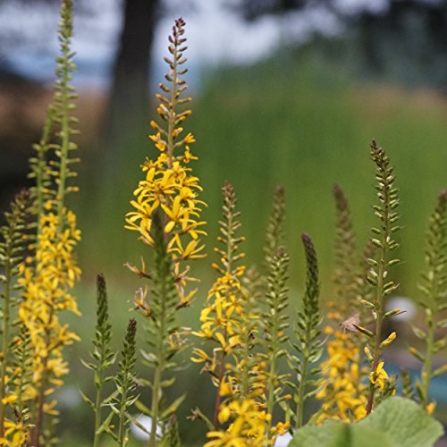 Blumixx Stauden Ligularia przewalskii 'The Rocket' - Kreuzkraut, Przewalski-Kerzen-Goldkolben, im 1,0 Liter Topf, gelb blühend von Blumixx Stauden