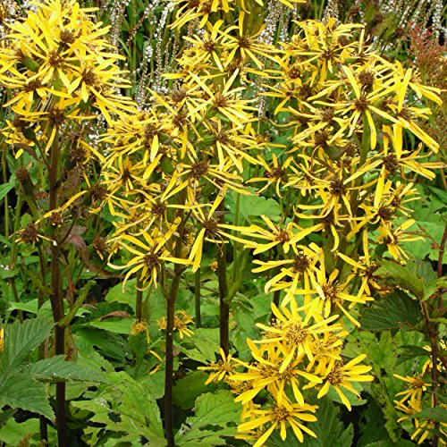 Blumixx Stauden Ligularia x hessei - Kreuzkraut, im 1,0 Liter Topf, goldgelb blühend Blumixx Stauden Ligularia x hessei - Kreuzkraut, im 1,0 Liter Topf, goldgelb blühend von Blumixx Stauden