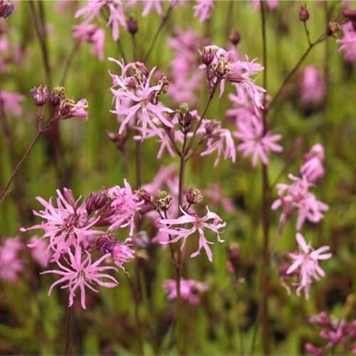 Blumixx Stauden Lychnis flos-cuculi – Kuckucks-Lichtnelke, rosa blühend, winterhart, mehrjährig, Bienenfreundlich, im 0,5 L Topf für Garten & Beet Blumixx Stauden Lychnis flos-cuculi – Kuckucks-Lichtnelke, rosa blühend, winterhart, mehrjährig, Bienenfreundlich, im 0,5 L Topf für Garten & Beet von Blumixx