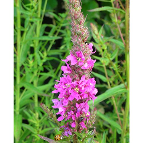 Blumixx Stauden Lythrum Hybride 'Mordens Pink' - Blutweiderich rosarot von Blumixx Stauden