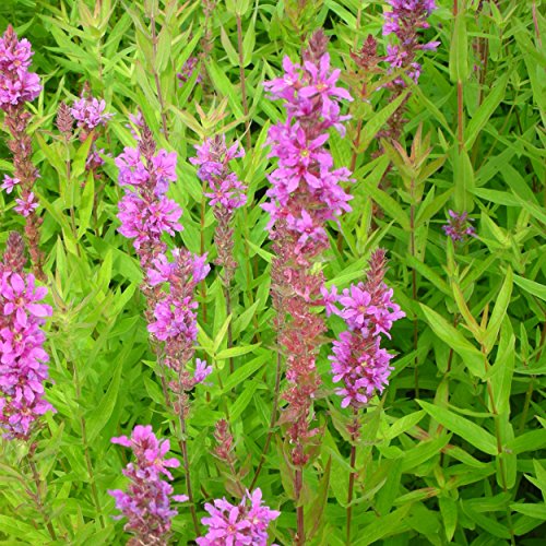 Blumixx Stauden Lythrum salicaria - Blutweiderich, im 0,5 Liter Topf, violettrosa blühend von Blumixx Stauden