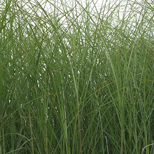 Blumixx Stauden Miscanthus sinensis 'Gracillimus' - Feinhalm-Chinaschilf, im 1,0 Liter Topf, silbrig, kaum blühend von Blumixx Stauden