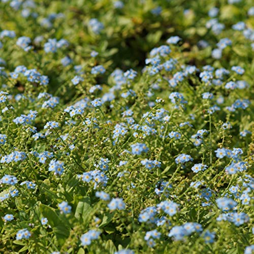 Blumixx Stauden Myosotis palustris 'Perle von Ronnenberg' - Sumpf-Vergissmeinnicht, im 0,5 Liter Topf, dunkelblau blühend von Blumixx Stauden