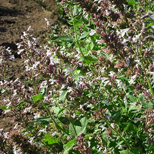 Blumixx Stauden Nepeta grandiflora 'Dawn to Dusk' - Katzenminze, im 0,5 Liter Topf, hellrosa blühend von Blumixx Stauden