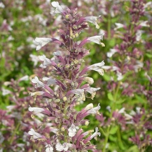 Blumixx Stauden Nepeta grandiflora 'Dawn to Dusk' – Katzenminze, hellrosa Blüten, bienenfreundlich & duftend, winterhart, im 0,5 Liter Topf von Blumixx