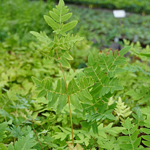 Blumixx Stauden Osmunda regalis 'Purpurascens' - Purpurkönigsfarn von Blumixx Stauden