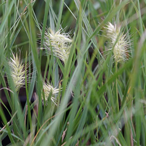 Blumixx Stauden Pennisetum alopecroides 'Little Bunny' - Lampenputzergras von Blumixx Stauden