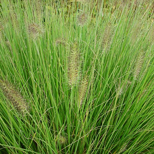 Blumixx Stauden Pennisetum alopecuroides 'Hameln' - Lampenputzergras, im 0,5 Liter Topf, gelb bräunlich blühend von Blumixx