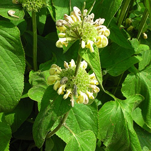 Blumixx Stauden Phlomis russeliana - Syrisches Brandkraut, im 0,5 Liter Topf, gelb blühend von Blumixx Stauden